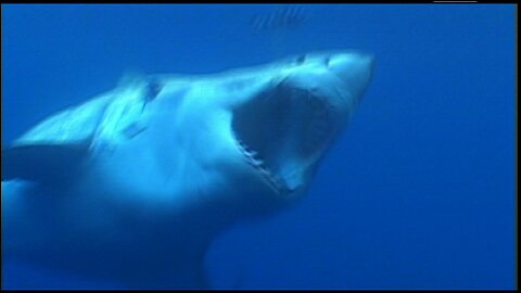 16 Ft Great White Shark Throws Surfer