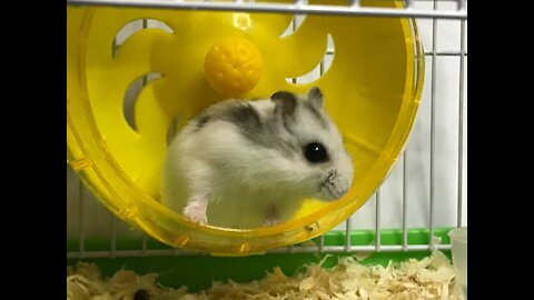 My Fluffy hamster likes to run in the wheel.