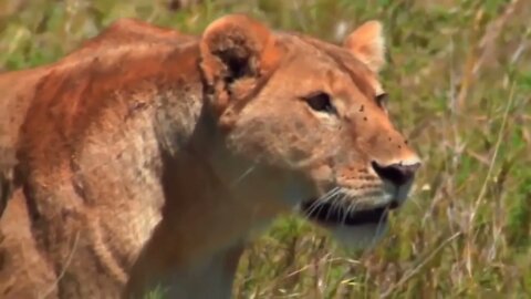 HUNTER BECOMES THE HUNTED | Mother Zebra Save Her Newborn From Lion , Giraffe vs Lion-5