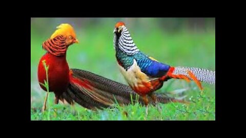 Cute Golden Pheasant Bird Dancing