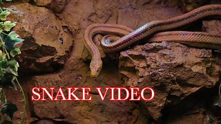 Snake Video