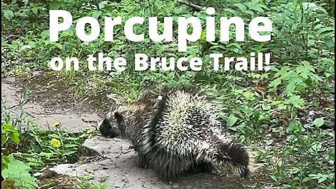 Porcupine Out On The Trail!