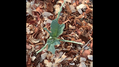 Broccoli Plant Pest