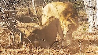 2 Male Lions Dig Out Warthog from Burrow