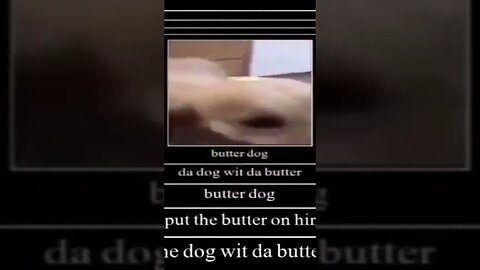 butter dog #shorts #memes