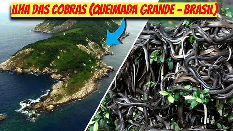 Ilha das Cobras (Queimada Grande - Brasil)
