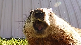 Gopher pauses for big yawn in front of hidden camera