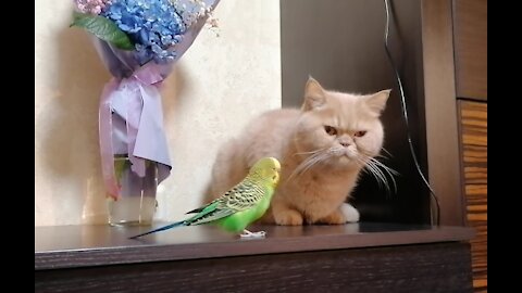 Кот и птица, милые животные #189