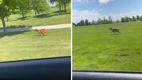 Vizsla Pup Rockets At Over 34 Mph Unleashing Lightning-fast Speed