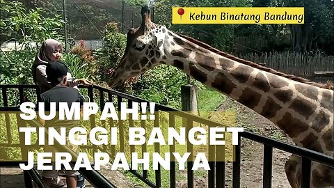 Kebun Binatang Bandung : Kasih Makan Jerapah dan melihat lucunya si Amang | Zoo Animal Planet Part 1