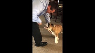 Stubborn Bulldog Refuses To Let Owner Use The Lint Roller