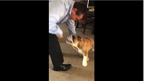 Stubborn Bulldog Refuses To Let Owner Use The Lint Roller