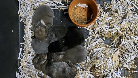 BLUE VIENNA x Californian BABY RABBITS KITS 12 DAYS OLD: Blue Black Agouti/Isabella. Konijntjes dag