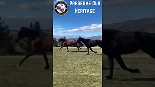 Preserve Our Heritage Wild Horses Running theme Lone Ranger Small Town America