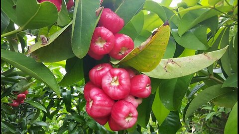 Water Apple | Gulab Jamun | Water Apple |Rose Apple|Java Apple| Love Apple|Kammari Kayalu| chambakka