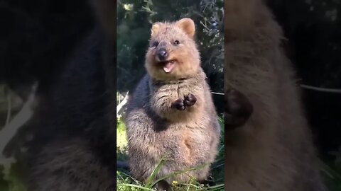 Cute funny Quokka -147