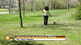 Pet Talk Tuesday Protect your pet in spring
