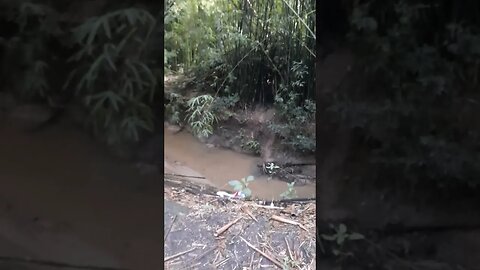 DENTRO DO TUNEL DE BAMBU EM MORUNGABA SÃO PAULO TUNEL JOÃO DAMÁSIO ILUMINAÇÃO NA LATERAL RODOVIA