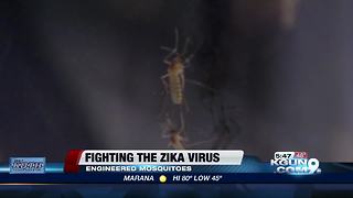 Modified mosquitoes released to fight Zika virus