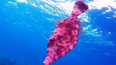 The bizarre color changing scrawled filefish