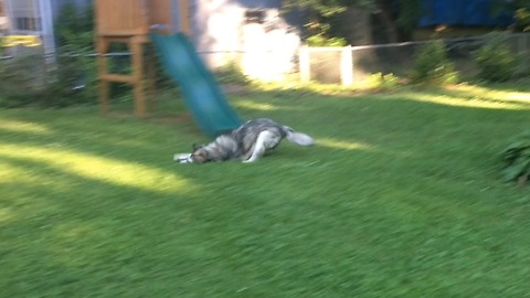 Backyard Doggy Wipeout