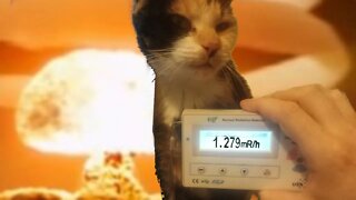 How radioactive is a Calico Crazy Cat - 15 days after getting the I-131 Radioactive Iodine Treatment