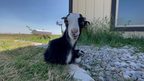 Goats | NEW animals have arrived at Fletcher Farms Amarillo Ep.23