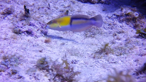 Tiny reef fish shows remarkable hunting technique