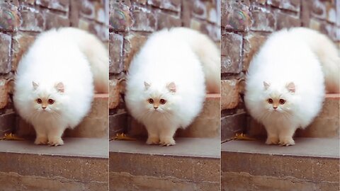 Beautiful Cat's Style 😺 #cat #cats #cute #cutecat #cutecats