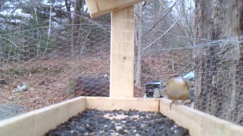 Carolina Wren singing in the background while this Wren eats