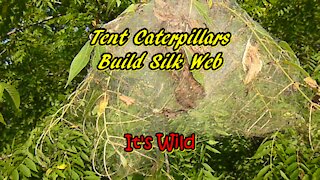 Tent Caterpillars Build Silk Web