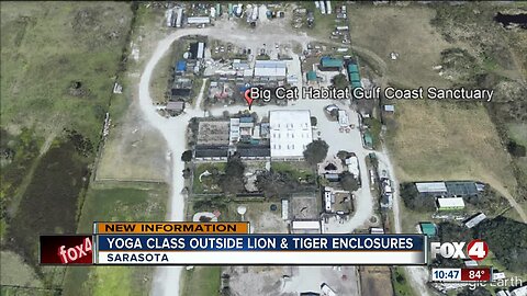 Big cat yoga offered in Sarasota