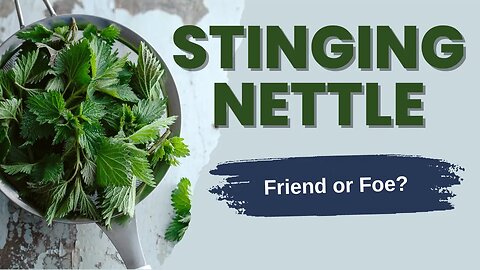 EVERYTHING you need to know about STINGING NETTLE, Identification, Harvest, Benefits, Recipes.