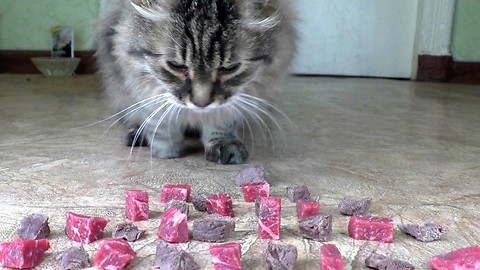 Do cats prefer raw or boiled meat?