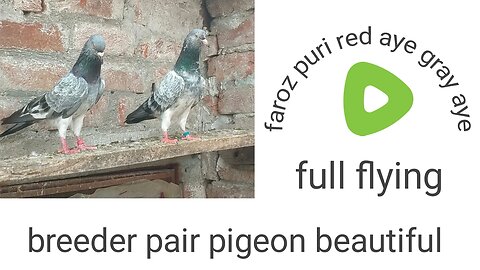Beautiful pigeon breeder pair best faroz puri