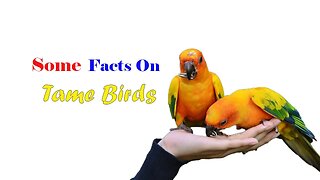 Some Facts On Tame Birds | HOW TO TAME YOUR BIRD AND GAIN ITS TRUST | @BikisAviary
