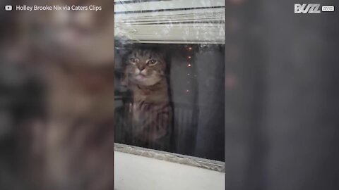 Cat goes crazy under quarantine!