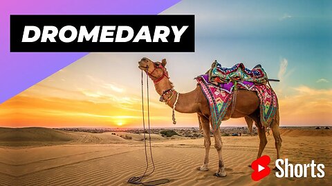 Dromedary 🐪 One Of The Tallest Animals In The World #shorts