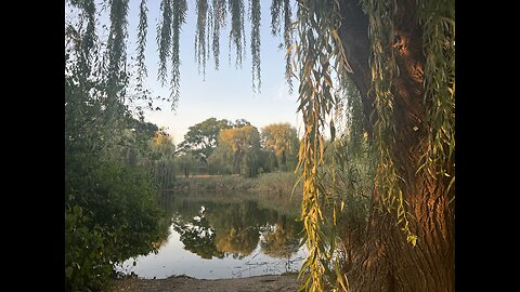 Wholistic rejuvenation in this forest/park