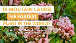 Is Mountain Laurel the FASTEST PLANT in the WORLD?