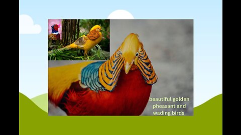 Beautiful golden pheasant and wading birds