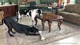 Funny Yoga Stretching Great Danes' Dinner Show