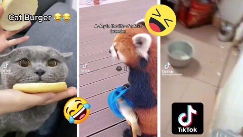 FUNNY ANIMALS TIKTOK COMPILATION 2022