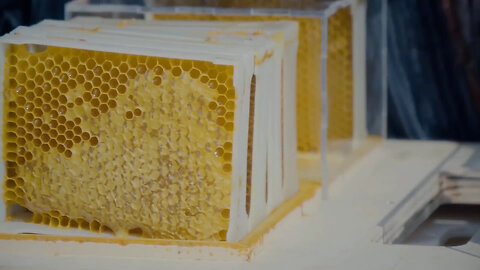 Startup Creates Modern Compact Beehive To Make Beekeeping More Accessible