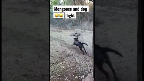 mongooses and dog fight wow