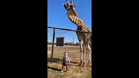 Cute Giraffe Gives Baby Smooches!