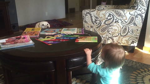 Tot Girl Plays Peekaboo With Her Dog