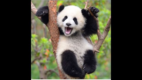 Panda on tree Amazing Video
