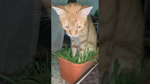 This Is The Correct Way To Nibble Grass #catlogic