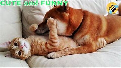 Funniest 😂😂 animals video __ funny cats and dogs video for kids __ bacchon ki